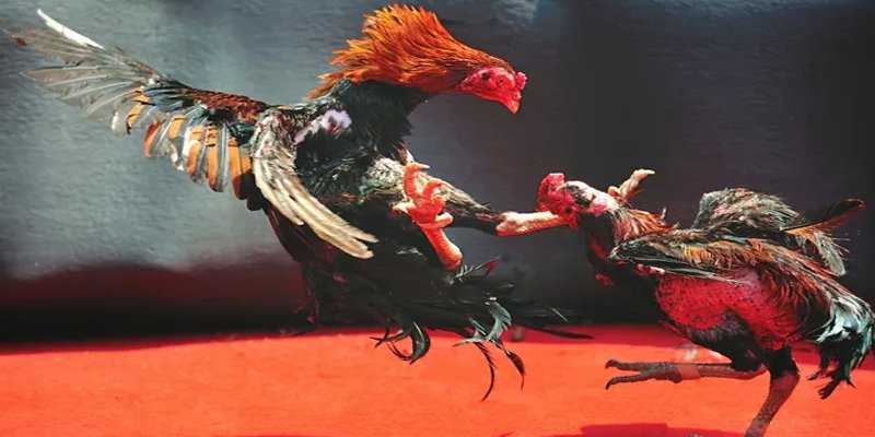 7789bet c1 gà chọi