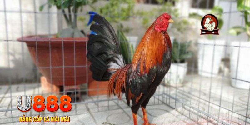 7789bet game máy bay nổ hũ