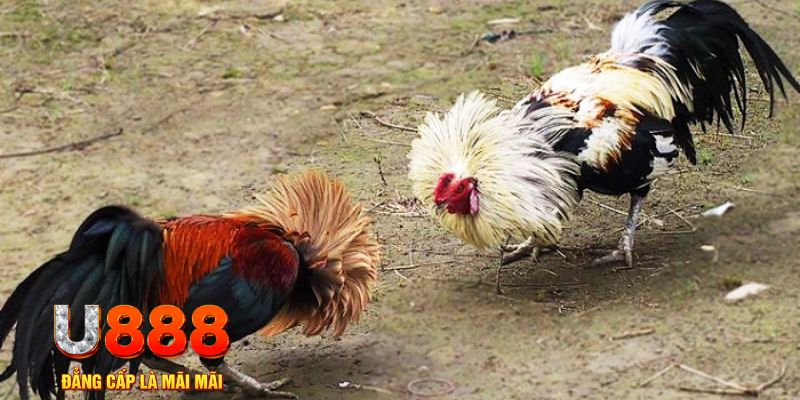 7789bet game nổ hũ là gì